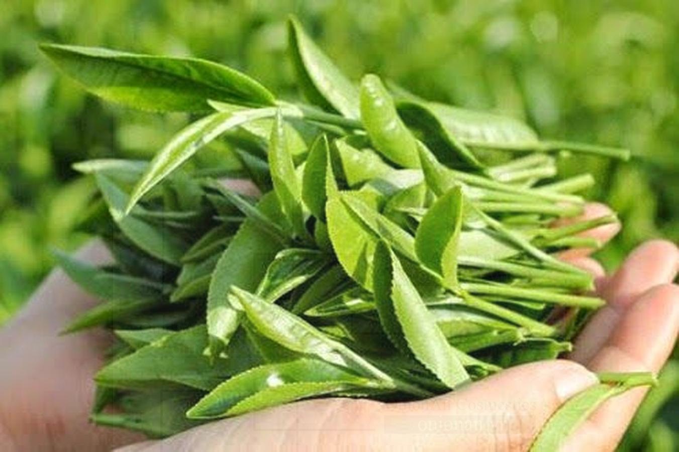 Sữa Rửa Mặt Chiết Xuất Từ Trà Xanh 3W Clinic Green Tea Cleansing Foam